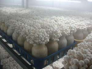金针菇养殖方法(金针