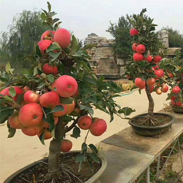 盆栽苹果的制作及养护技术