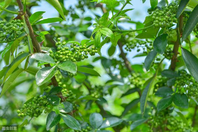 青花椒高效种植技术，抓好水肥管理工作，促进青花椒的增产增收