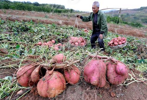 农民种红薯，栽苗后的高产管理的技术要点有那些？建议做好这7点