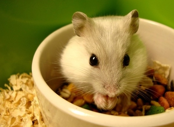 到底应该如何饲养小仓鼠，你知道吗？