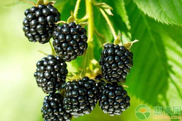 关于黑莓的种植环境，做到这几点高产也容易！