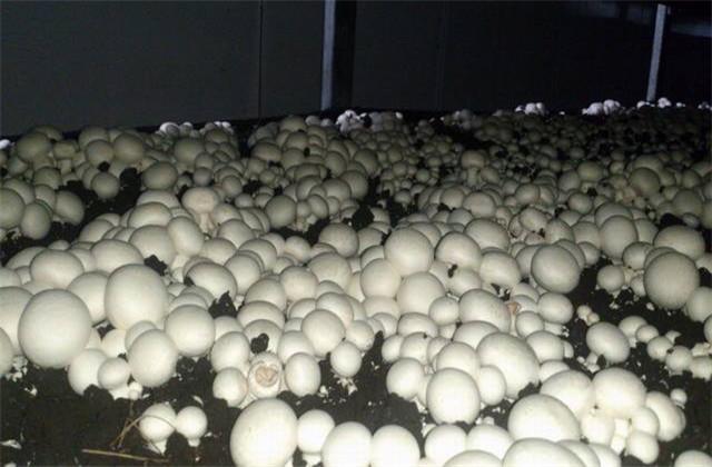 大棚双孢蘑菇栽培技术，如何栽培能高产，这几大要点需要注意
