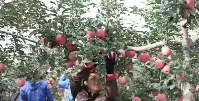 中国果树种植的“忧”与“喜”？（务果三十年的深刻感悟）