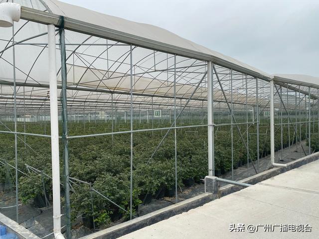 广州：实现蓝莓自由！这里600多亩蓝莓基地迎丰收