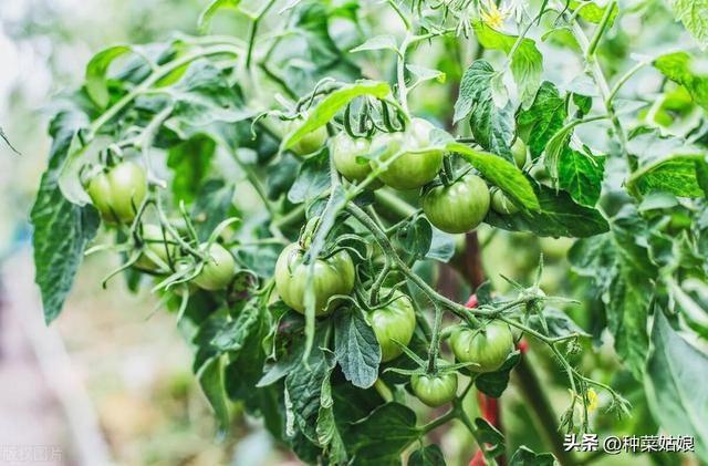 春季种番茄，怎么种出草莓番茄、铁皮番茄，是不是水肥越少越好？
