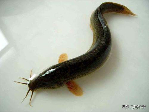 清水养泥鳅能活多久？怎么养殖泥鳅？
