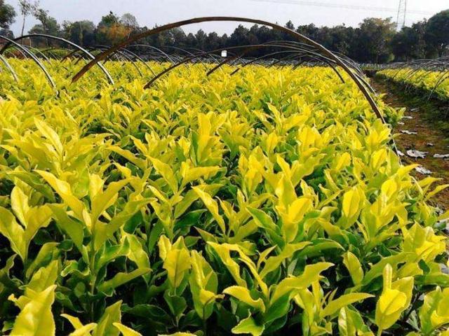 湘西州黄金茶树两段法育苗与覆膜栽培技术