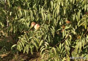 桃树在北方能种植吗(农民种植桃树，冬季不抗冻，怎样管理桃树安全越冬？)