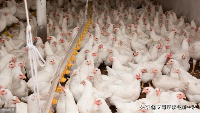 养殖代养回收是真的吗？养鸡人应该如何选择合作公司？