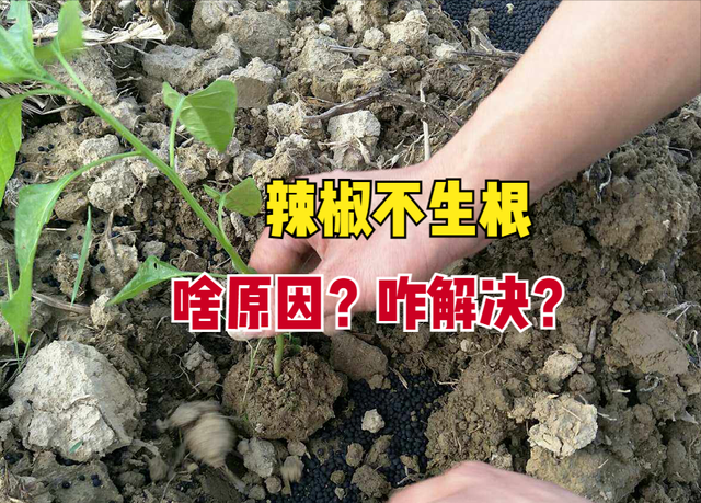 辣椒栽种20天后根系不发达、长势差，啥原因？如何促进快速生根？