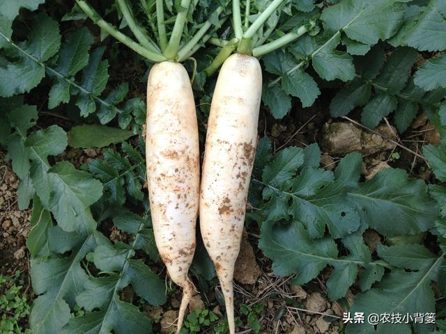 萝卜种植只要用好这2招，每亩能够多收两三成