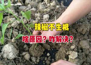 20字辣椒种植知识(辣椒栽种20天后根系不发达、长势差，啥原因？如何促进快速生根？)