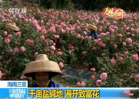 海南三亚：千亩盐碱地 遍开致富玫瑰花