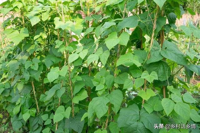 种植秋豆角和秋黄瓜，掌握几个种植和管理技巧，长得好结的还多