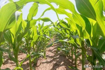 玉米的生长习性及种植技术