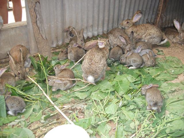 野兔养殖技术