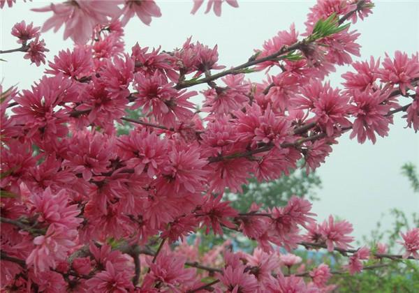 桃花中的珍品—菊花桃：漂亮菊花桃的栽培、修剪、繁殖你会吗？