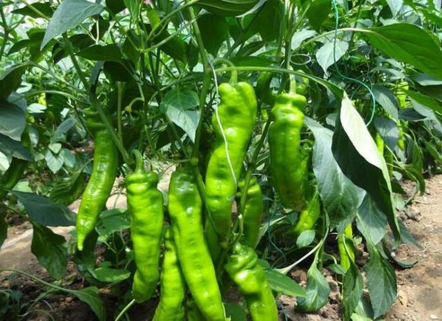 这样种植的青椒味辣量多，能够承包你整个季节的辣椒需求