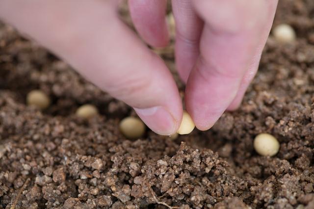 请问黄豆什么时间种最好，在种植过程中，需要注意些什么？