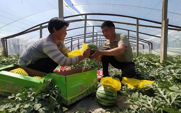 潍坊青州市：“豆+奶西瓜”成致富增收“金疙瘩”