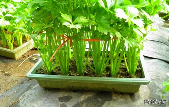 阳台种芹菜盆栽，注意这个小技巧，一年四季吃不断