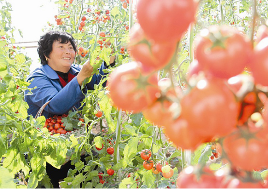全国各个地区番茄种植时间，进来看一眼，收获一定不小！