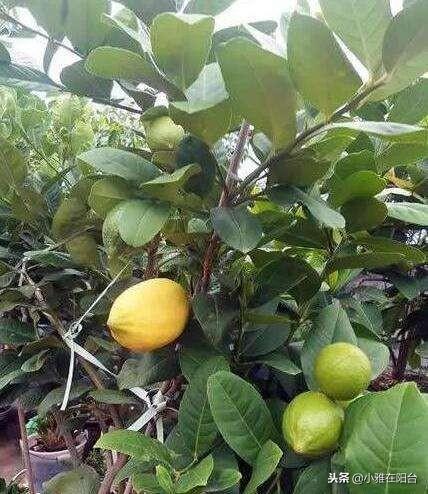 盆栽柠檬这样种，一棵就能长爆盆，年年开花结果，果实累累！