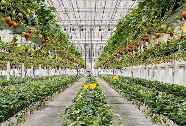 草莓立体栽培，看起来高大上，种植户如何才能获得较好的收益呢？