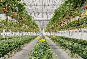 草莓立体种植视频(草莓立体栽培，看起来高大上，种植户如何才能获得较好的收益呢？)