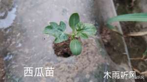 种植西瓜专用复合肥(西瓜苗用什么肥料长得快？掌握4种肥料，西瓜苗健壮长得好)