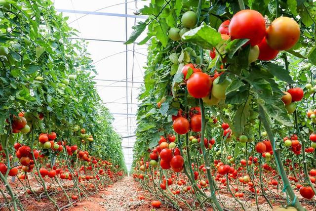 山东90后小伙承包大棚种番茄，亩产2万斤一年种2茬年入150万