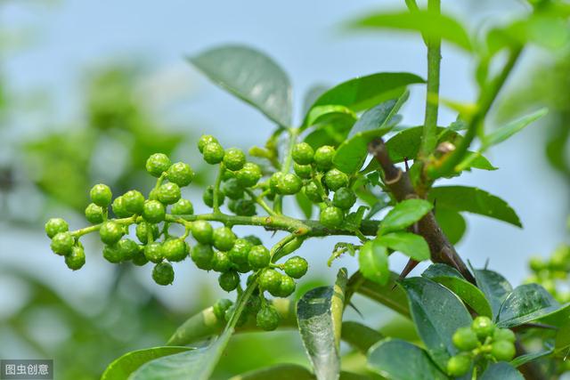 青花椒高效种植技术，抓好水肥管理工作，促进青花椒的增产增收