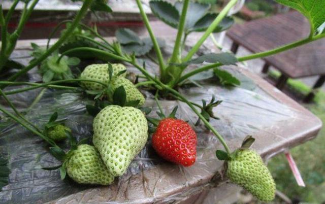 盆栽草莓，用棉签刷一刷，叽里咕噜结满盆，比商场买的好吃百倍