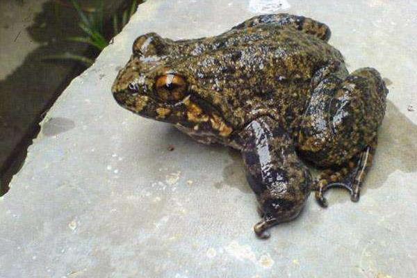 野生石蛙已经是保护动物，大家应该注意了