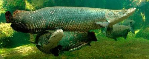 身体十分坚硬！轻松长到400斤3米长，巨骨舌鱼到底有多强