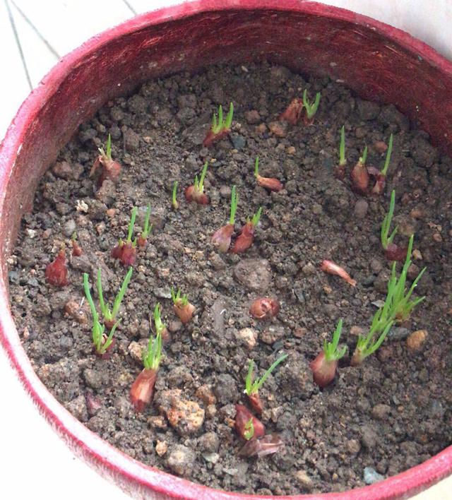 花盆种葱很简单，用1个技巧，一年四季郁郁葱葱，种阳台随吃随摘