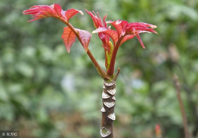 香椿菜越来越受欢迎，如何栽种香椿树？