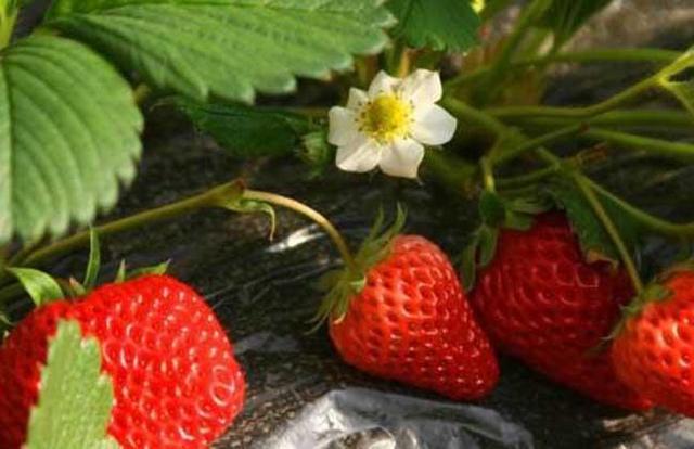草莓种子怎样育苗