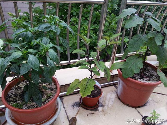 在家里用花盆种出花果好看的茄子，只需要几个步骤就搞定