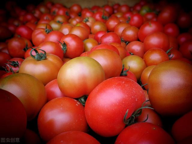 如何种植西红柿？