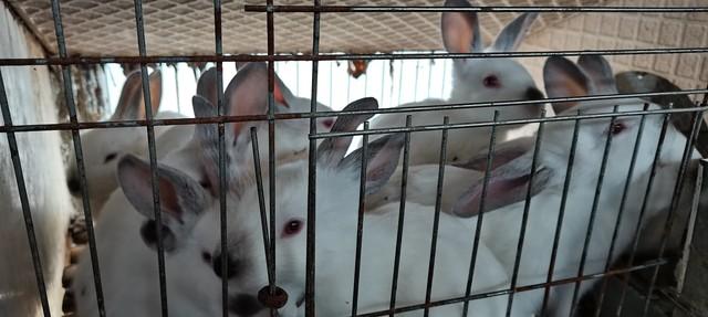 兔子养殖：入门指南与技巧