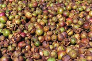 油茶树种植1亩收益多