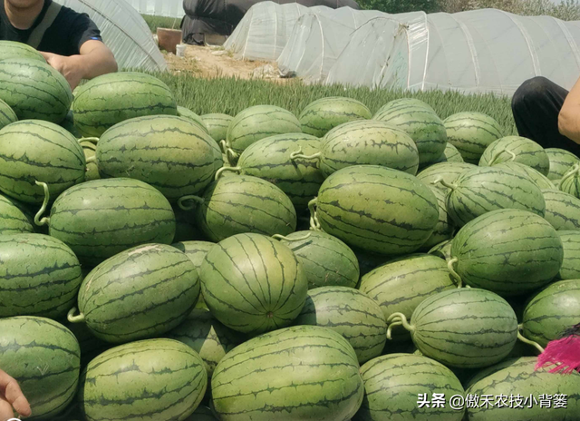 西瓜如何种植才能又大又甜又早上市？