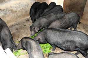 湘西黑猪养殖视频(养殖湘西黑猪的场地、饲养、防疫要舍得投入)