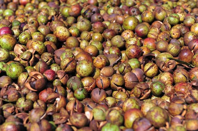 茶油价格高涨，一亩茶油树种植三年后利润多少？看完醒悟