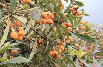 江苏省气候跟地形适合种植什么中药材和水果树？