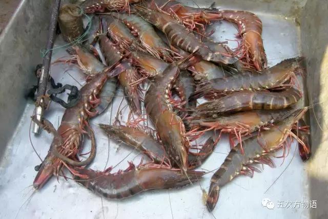 各种青岛大虾，你分得清吗？