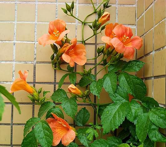  盆栽凌霄花，这样去养护，一次爆满花，爬满整面墙，直接美翻了