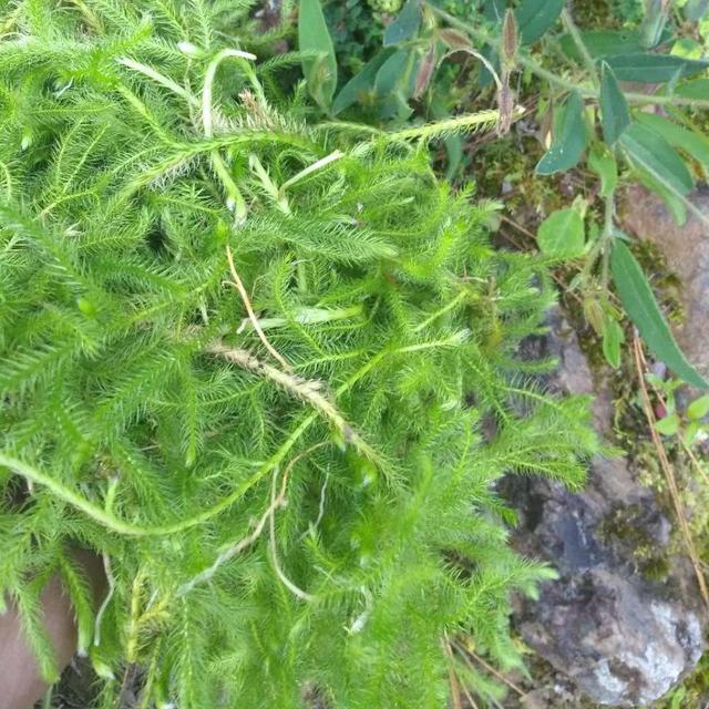 潮湿地带的一种植物，可耐零下20度低温，是药用良方，望珍惜